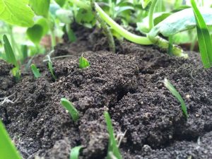 Soil preperation