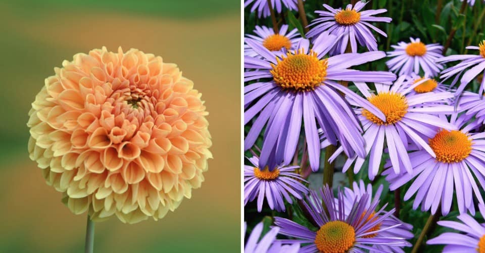 Bloom Your Garden with These 5 Best Plans for Autumn