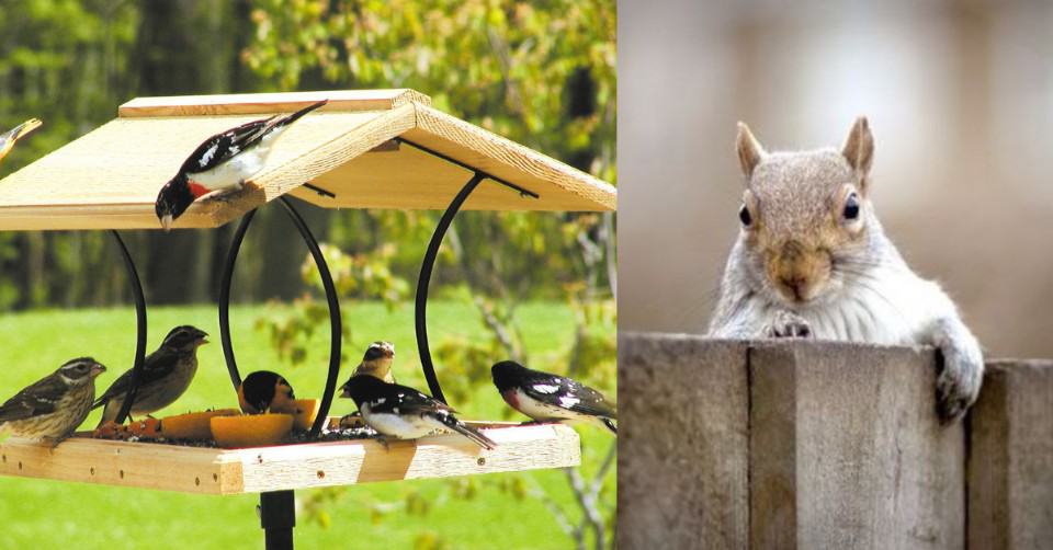 Help Your Local Wildlife in These 11 Simple Ways (1)