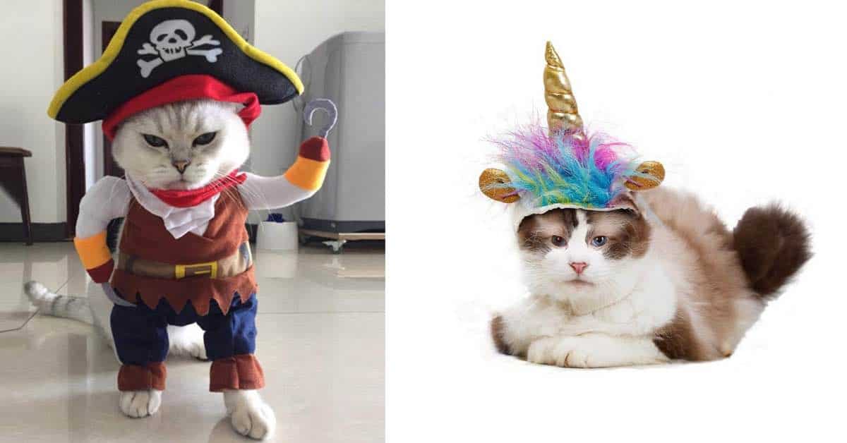 hilarious cat halloween costumes