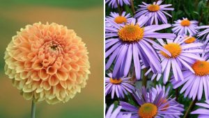 Bloom Your Garden with These 5 Best Plants for Autumn