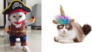 Win Halloween With These Hilarious Cat Halloween Costumes